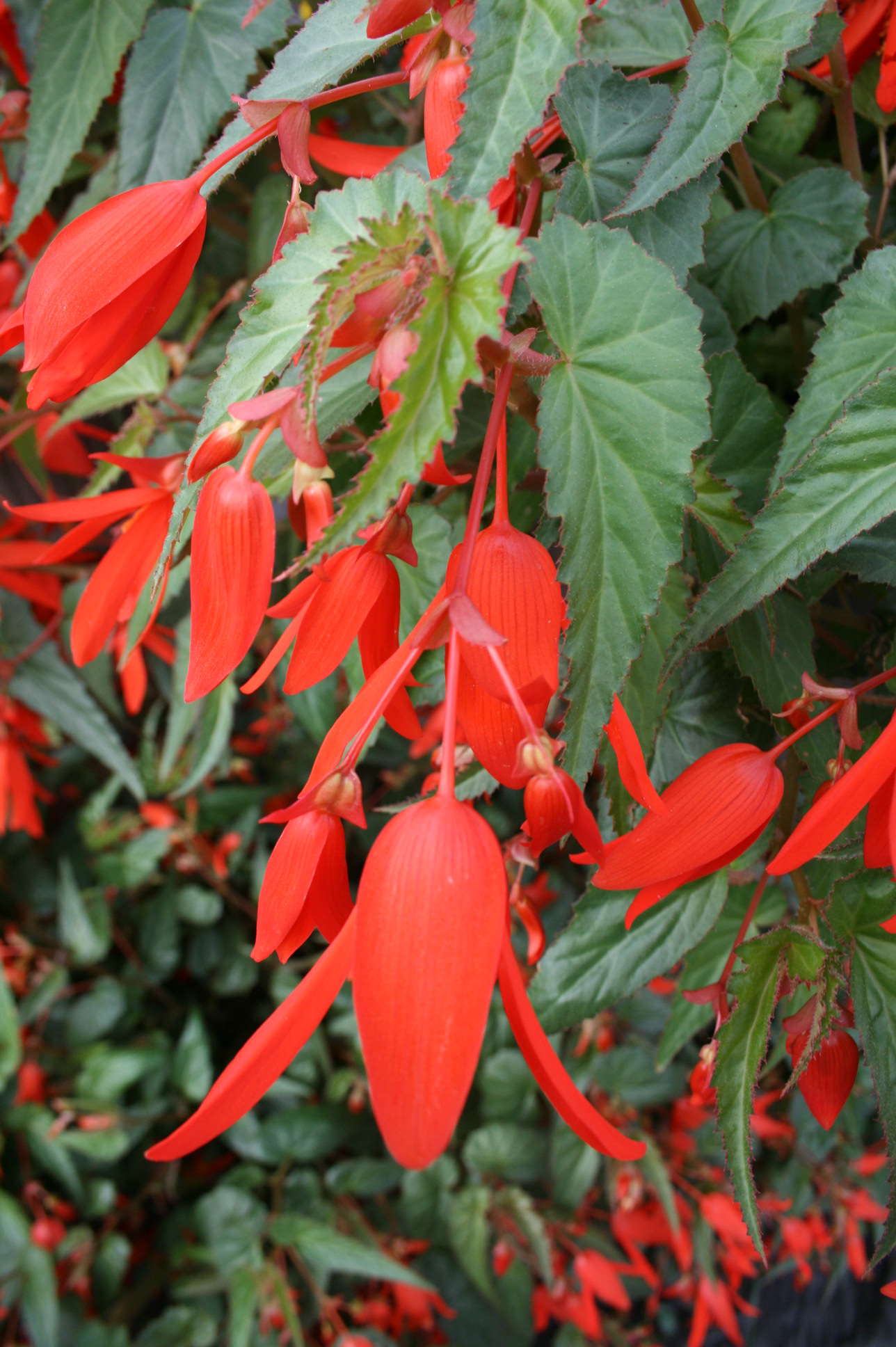 Begonia ‘Santa Cruz Sunset’ From Benary Wins Greenhouse Grower’s Industry’s Choice Medal Of Excellence Award