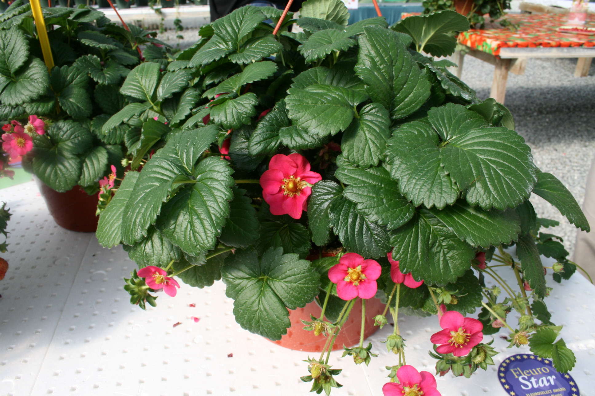 Petunias, Calibrachoas And … Strawberries? More Varieties You Should Know From Spring Trials 2012