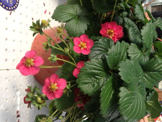 Fragaria xananassa ‘Toscana’ Is A Medal Of Excellence Nominee