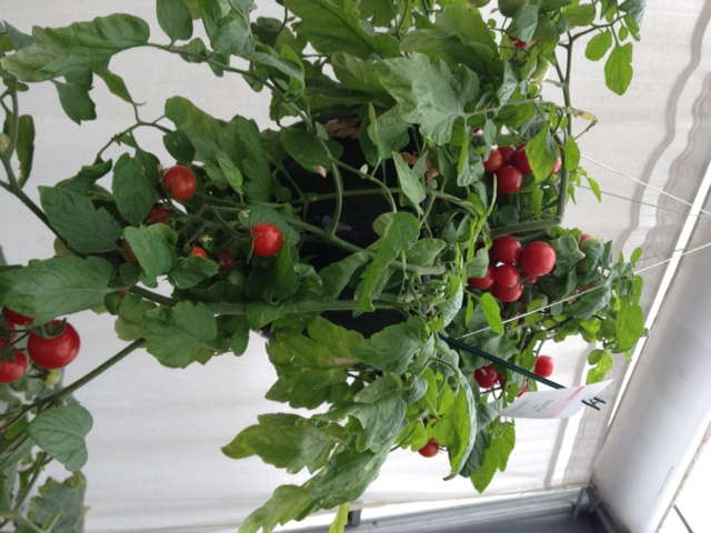 New-Age Vegetables A Gateway To Next Gardening Gen