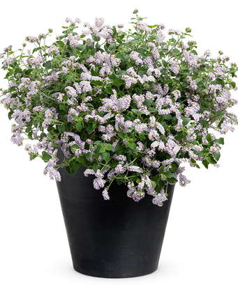 ‘Simply Scentsational’ Plants