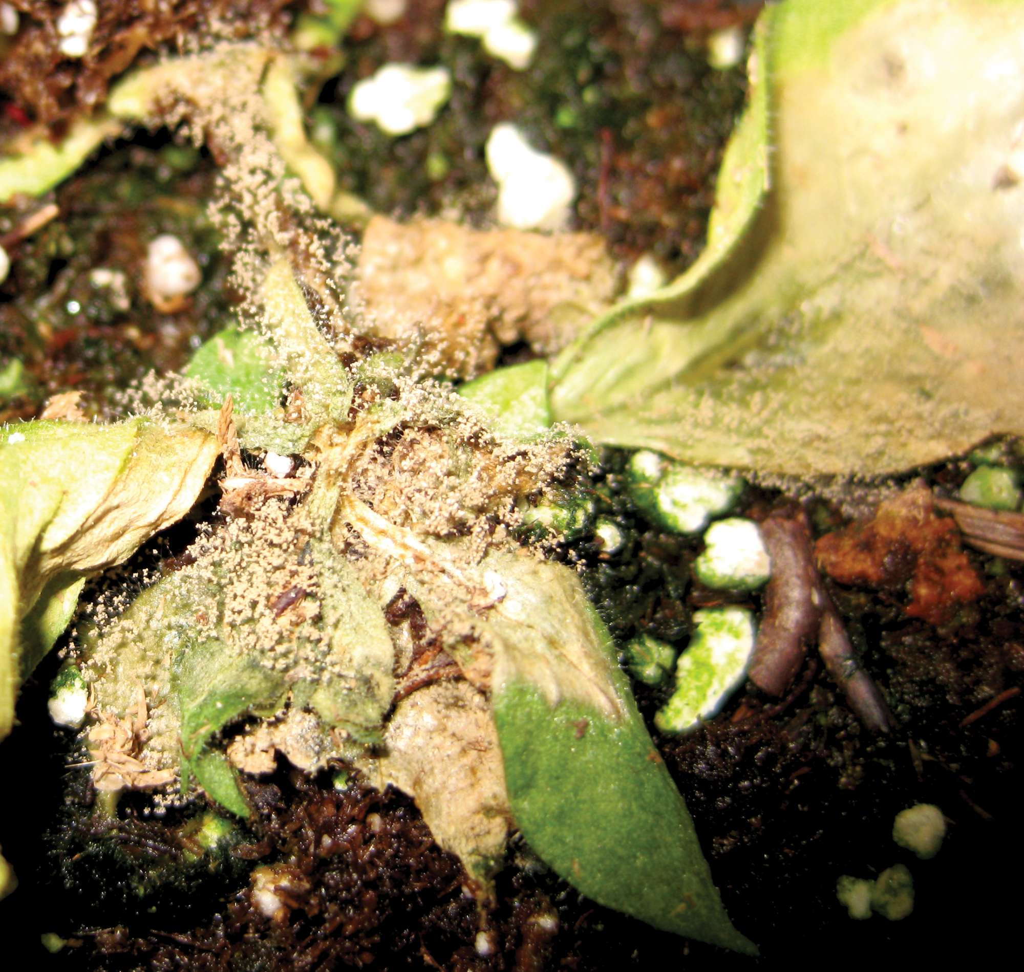 Fighting Fall Foliar Disease: The Best Defense Is A Good Offense