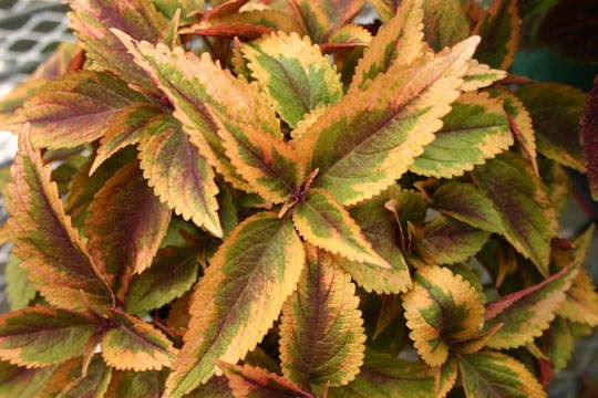 Grower Basics:  Top 3 Factors For Successful Coleus Production