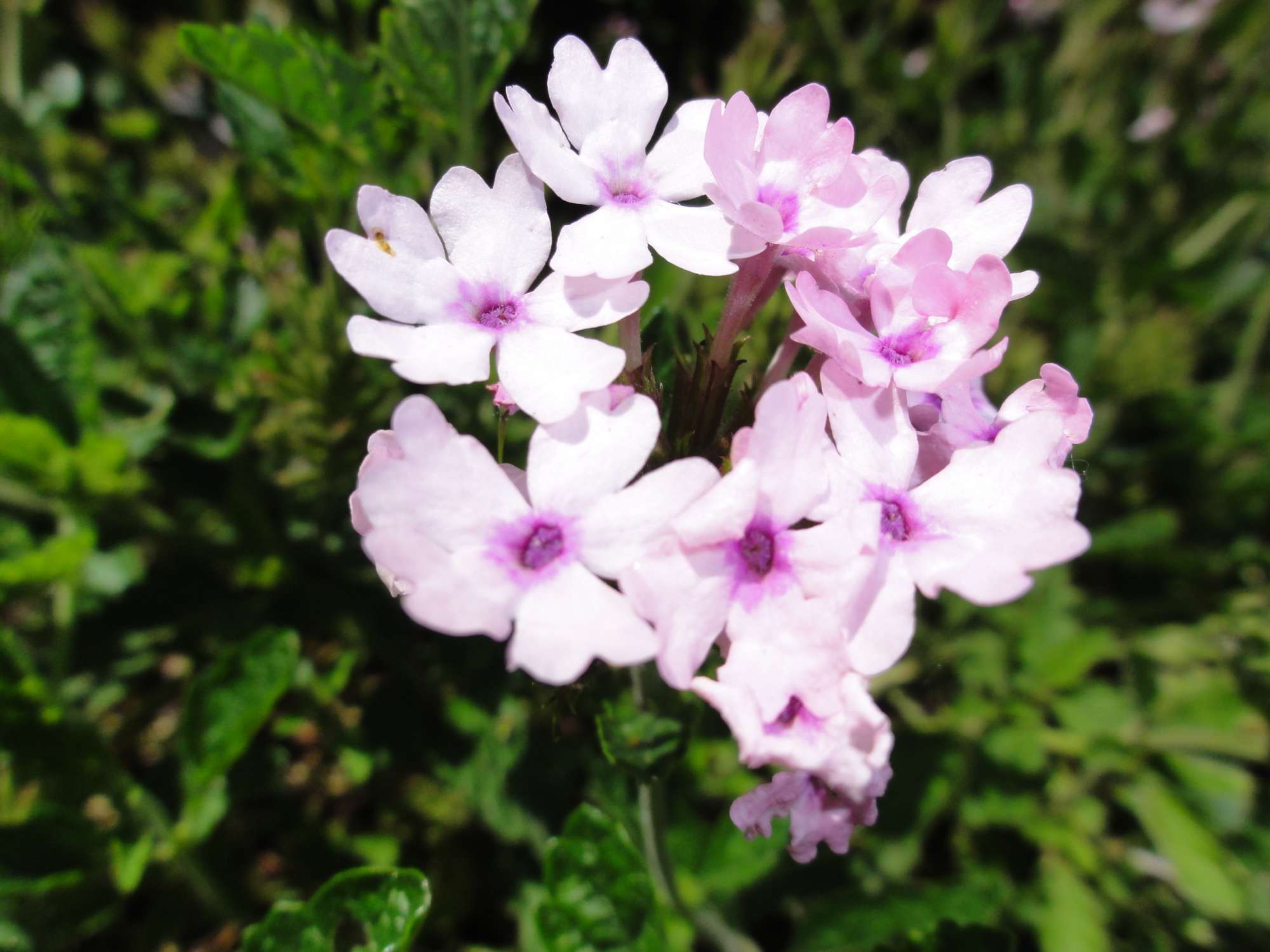 Save The Date: Dallas Arboretum Field Day