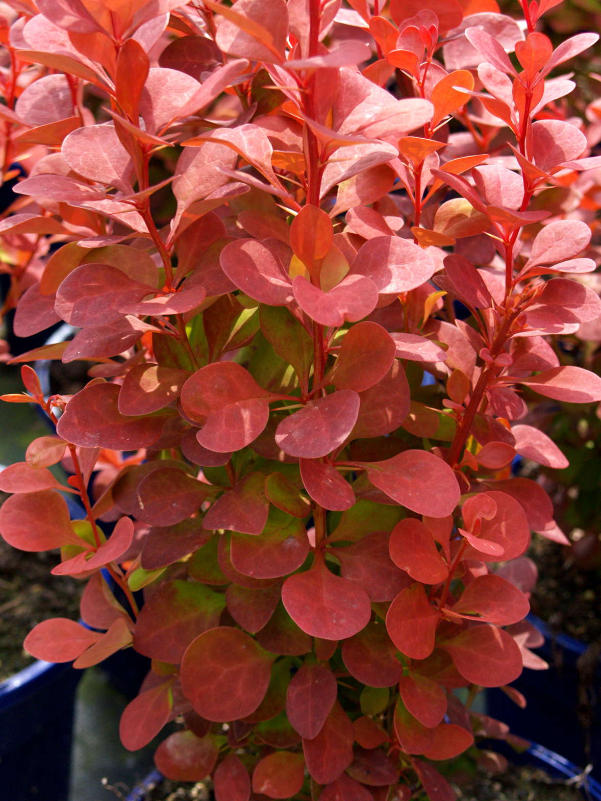 Village Nurseries Introduces More Than 300 New Plant Varieties