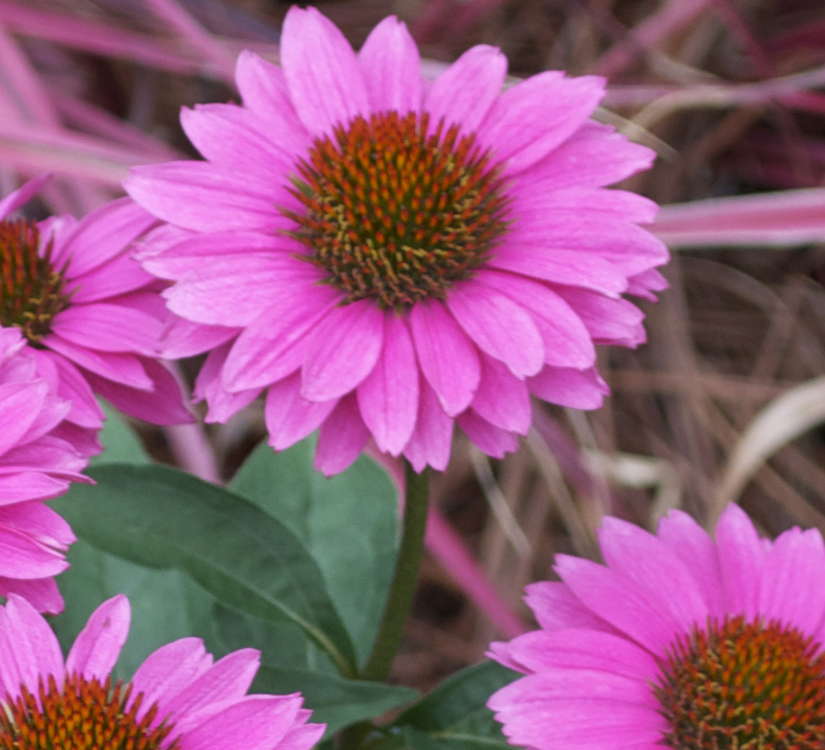 ‘Big Sky Gemini Pink’ Echinacea From ItSaul Plants