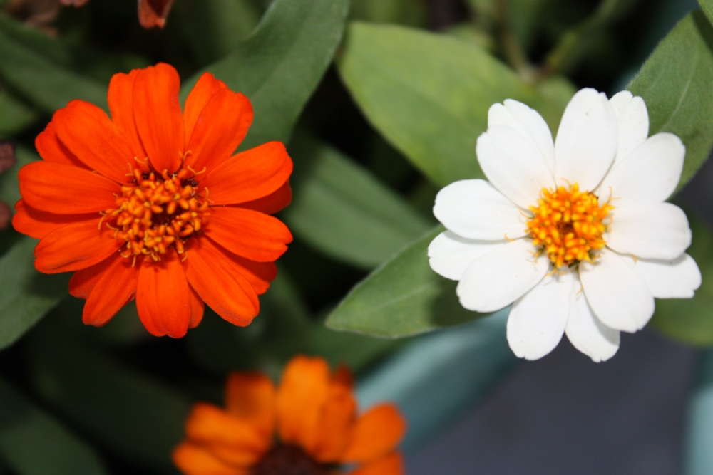 Why I’m A Gardener And You Should Be, Too