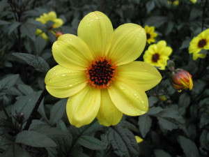Dahlia 'Mystic Illusion' from Proven Winners (2015 Massachusetts Horticultural Society Field Trials)