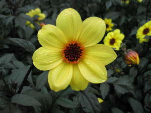 Dahlia 'Mystic Illusion' from Proven Winners (2015 Massachusetts Horticultural Society Field Trials)