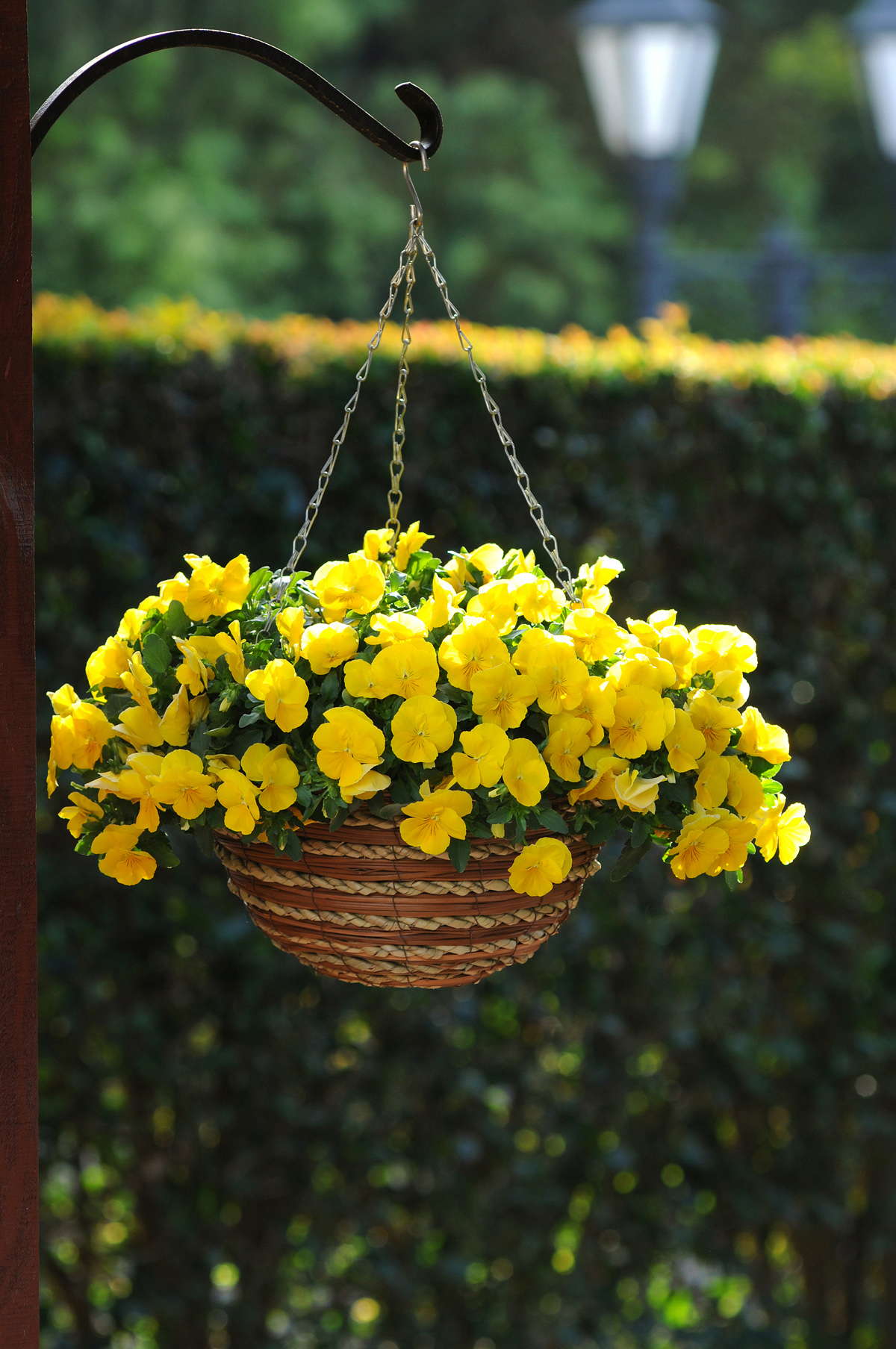 PanAmerican Seed’s Cool Wave Pansy Wins The Editors’ Choice Medal Of Excellence