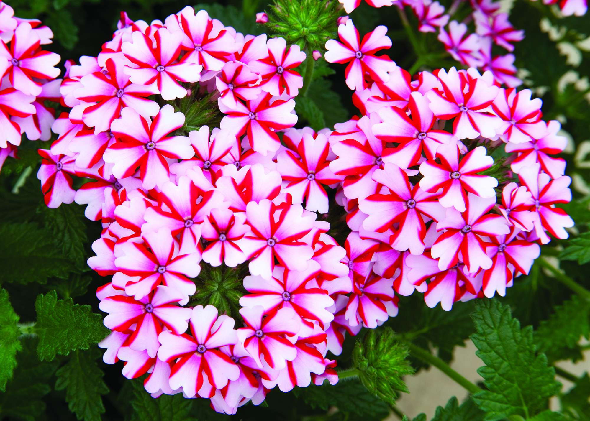 Verbena ‘Lanai Candy Cane’ Is A Medal Of Excellence Nominee