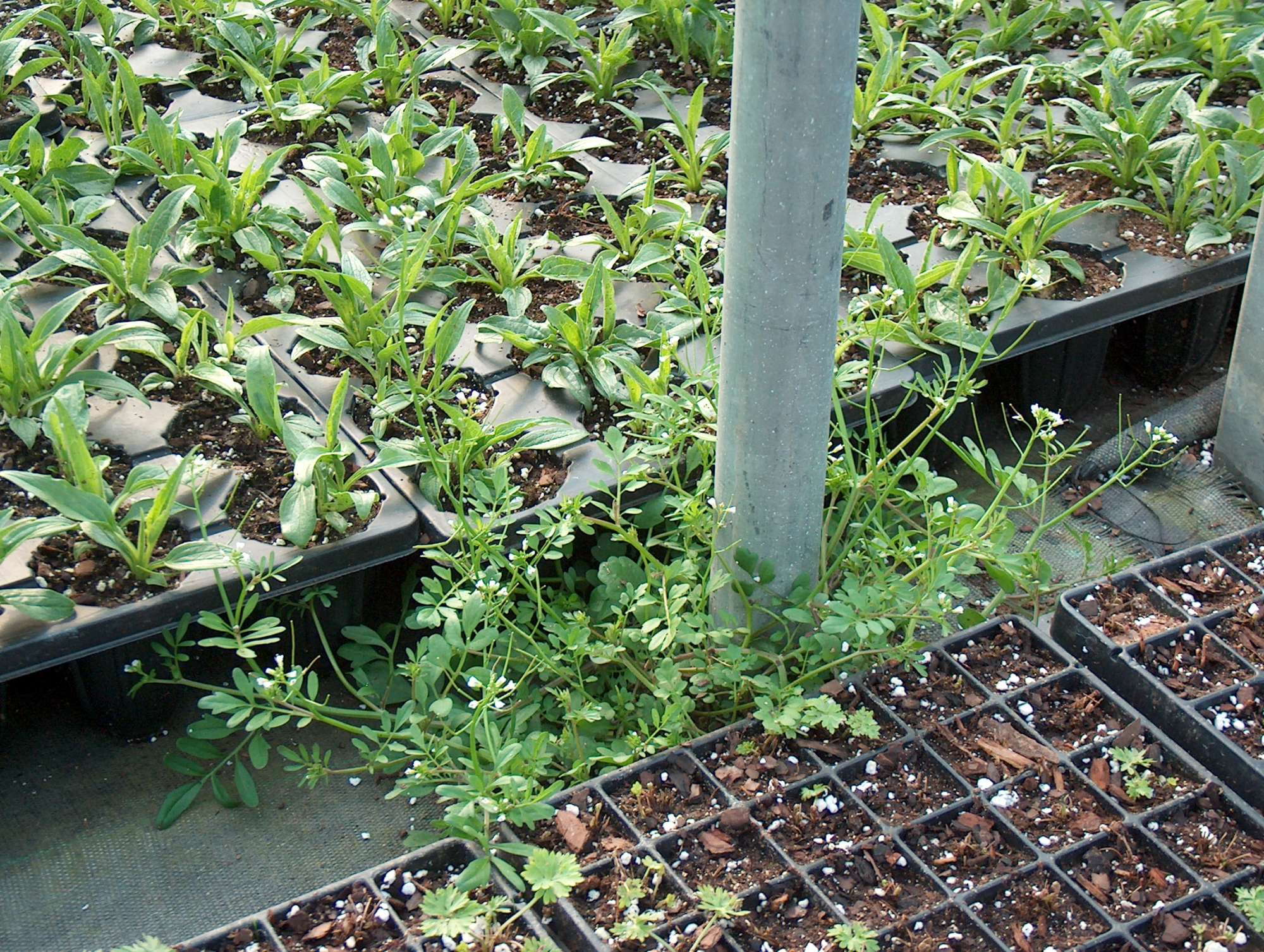 Here’s Your Chance to Earn CEUs in Weed Management