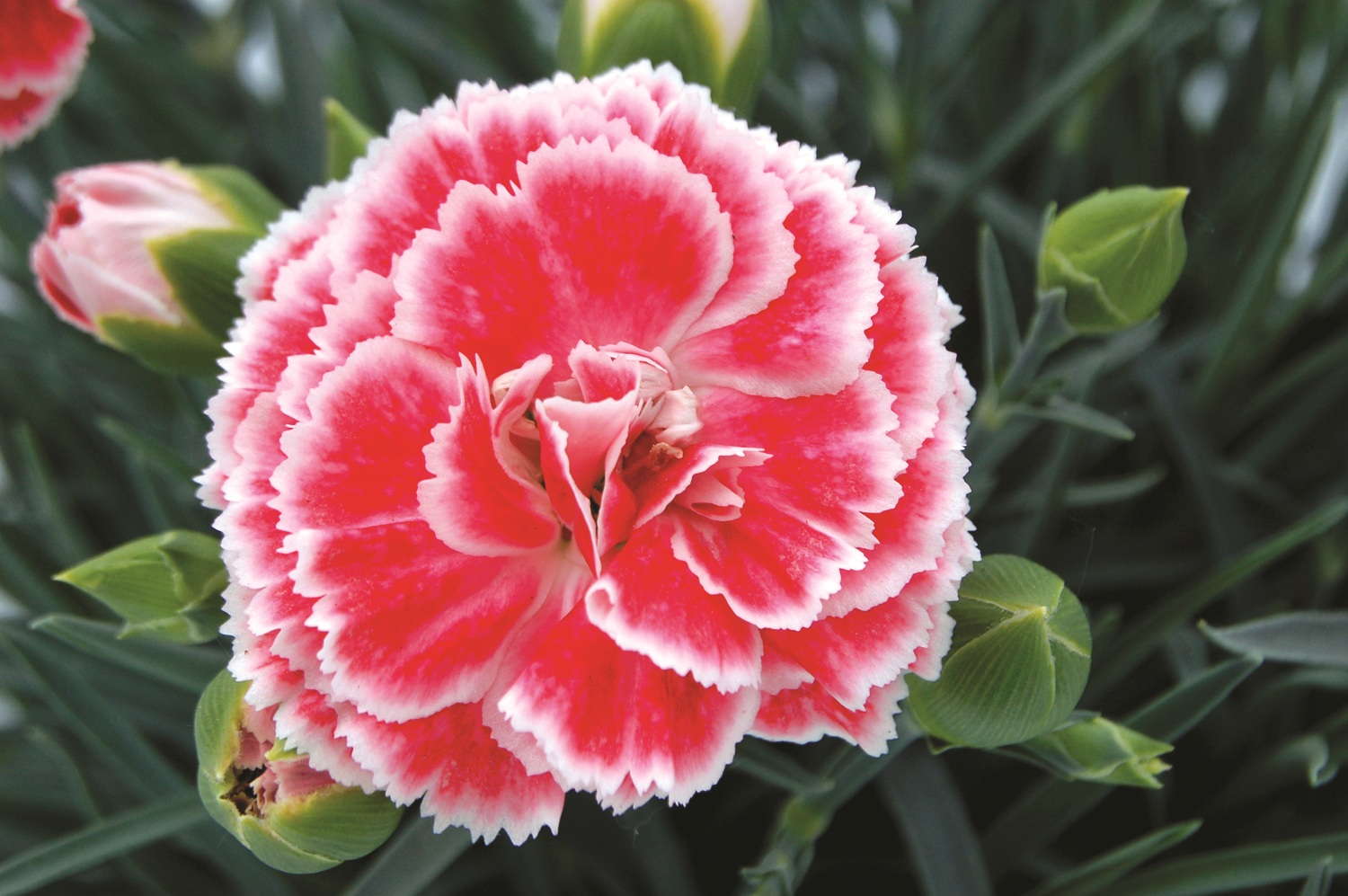 Dianthus: A New Take