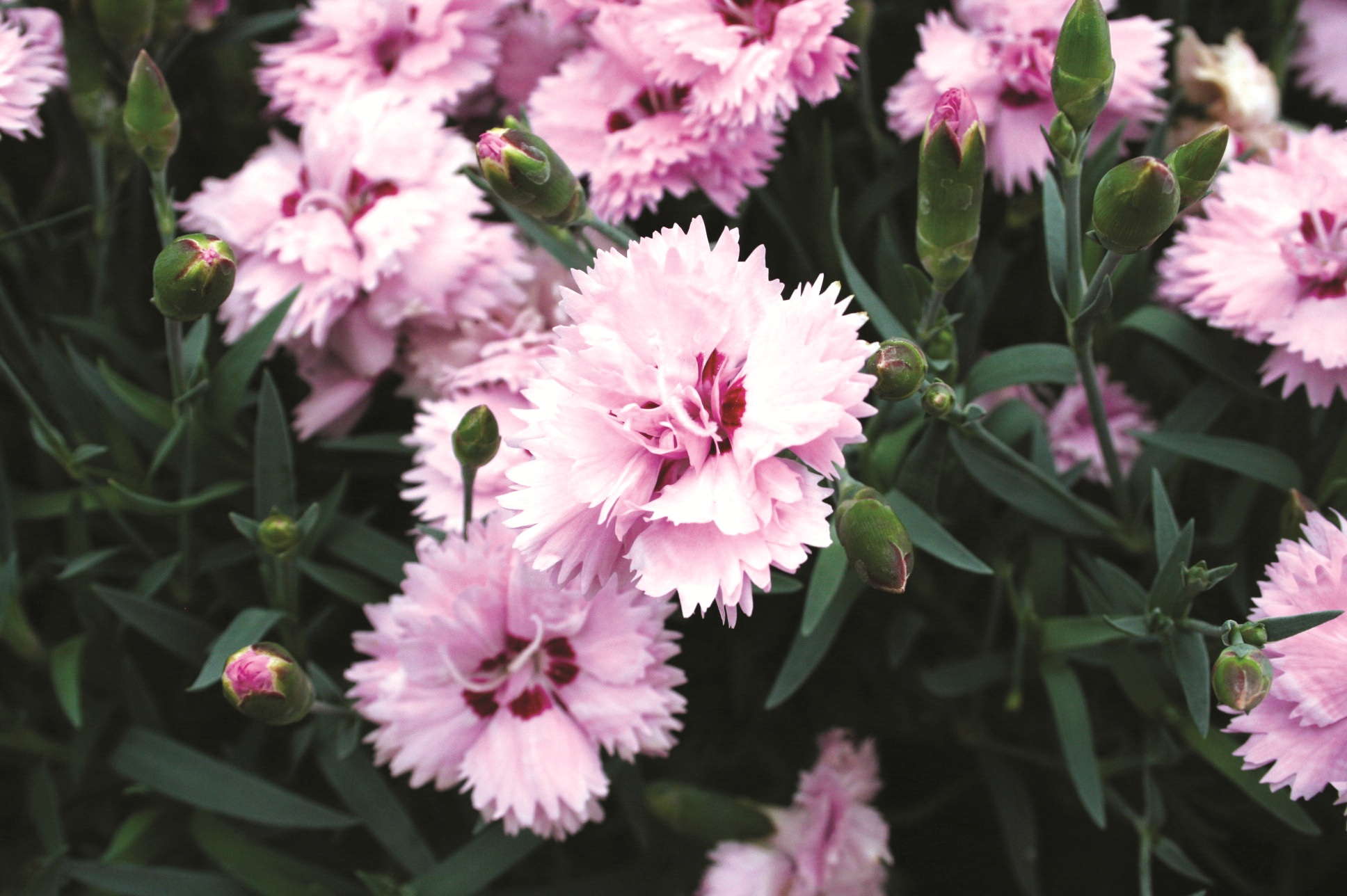 Perennials, Tropicals And More: 2012 California Spring Trials Introductions