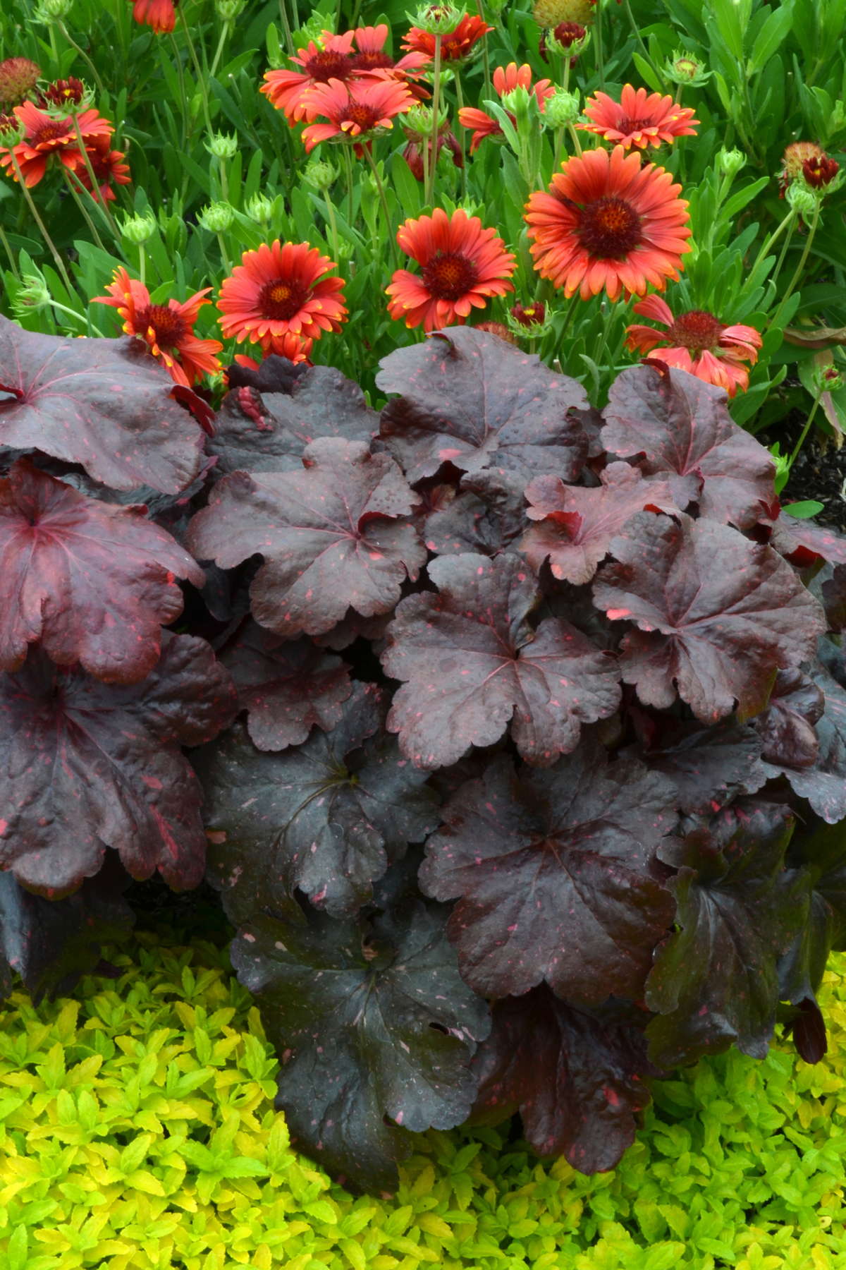 Terra Nova Nurseries Introduces New Heuchera Variety