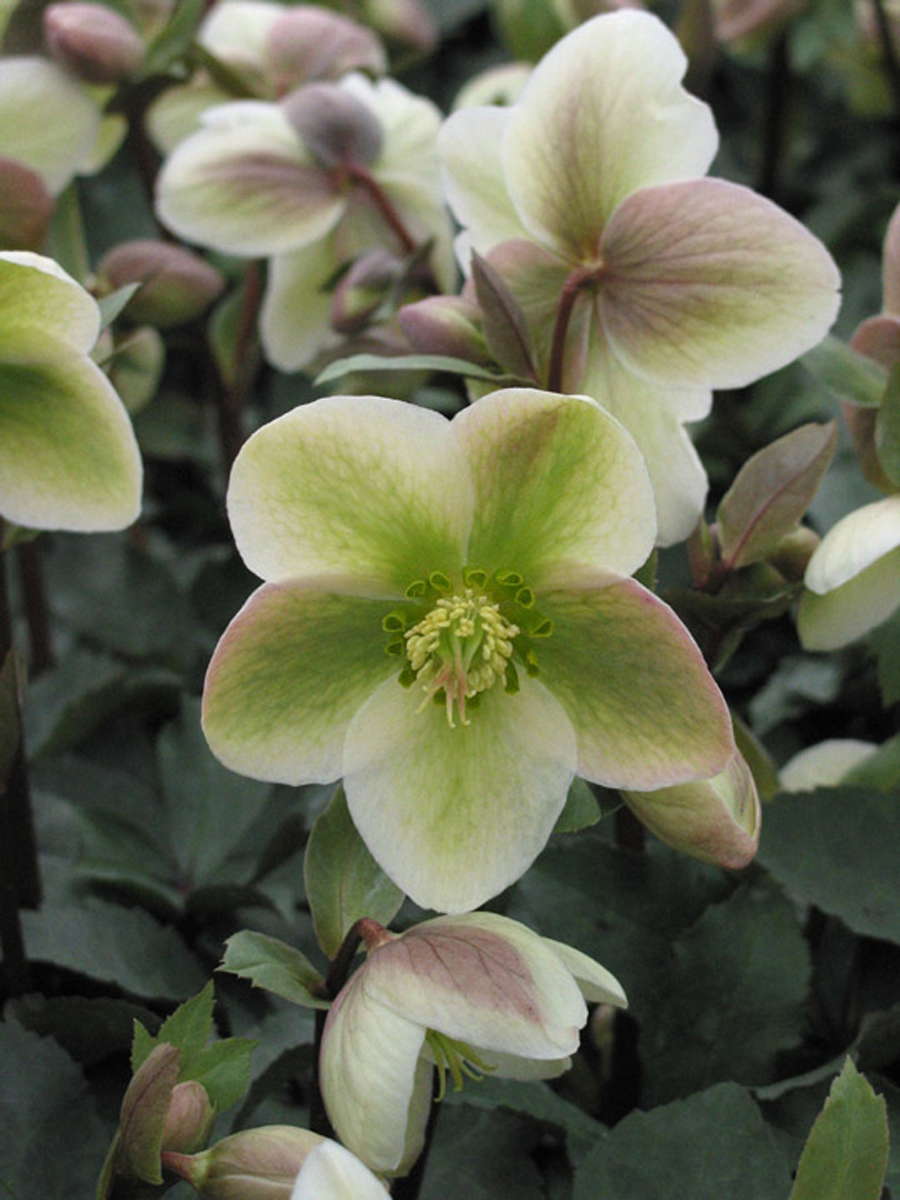 Helleborus ‘Ivory Prince’ From Plant Haven