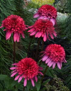 Echinacea 'Supreme Elegance' from Blooms of Bressingham (2015 Massachusetts Horticultural Society Field Trials)