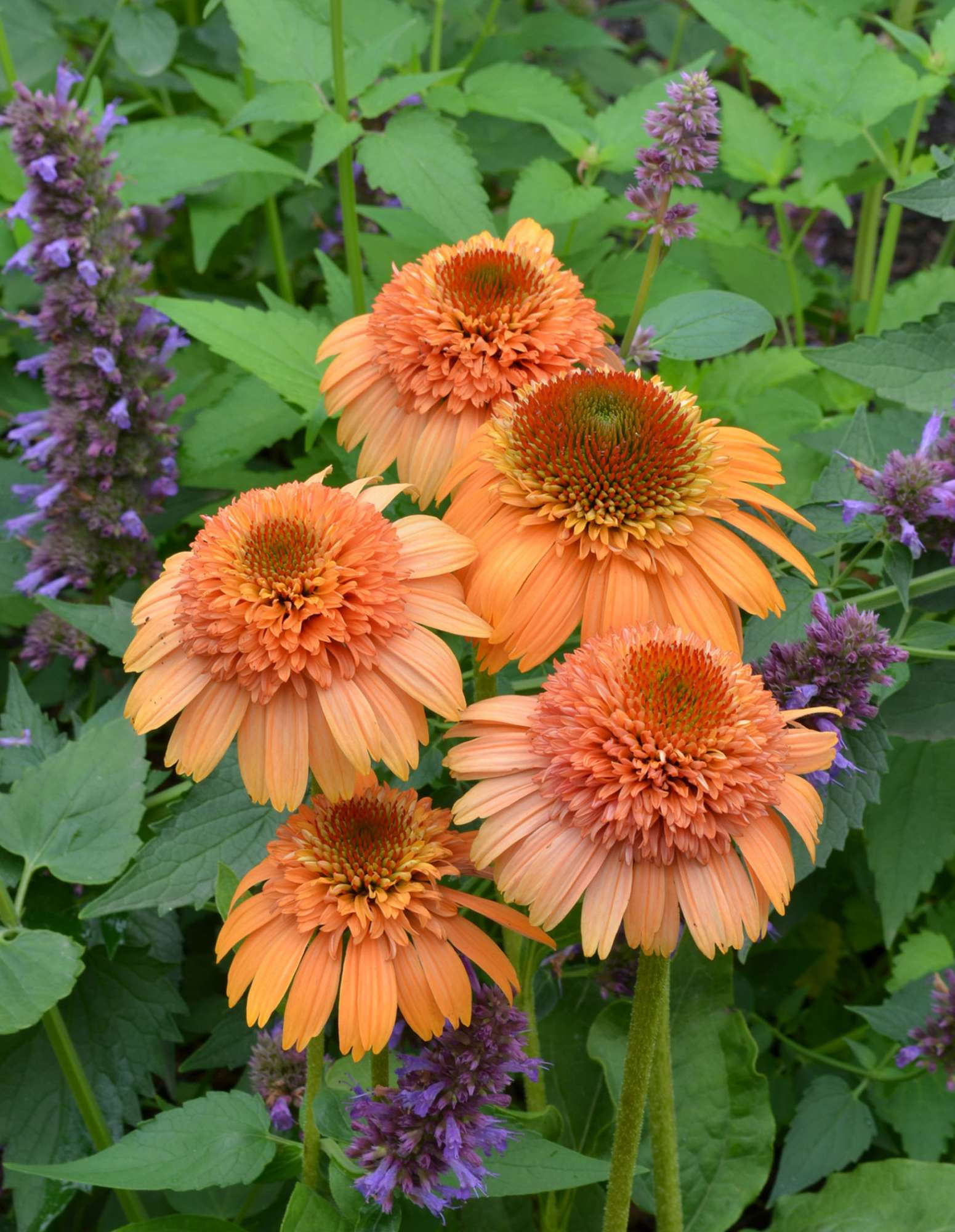 Echinacea 'Supreme Cantaloupe' from Blooms of Bressingham