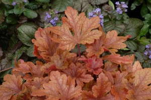 Heucherella 'Buttered Rum' from Blooms of Bressingham