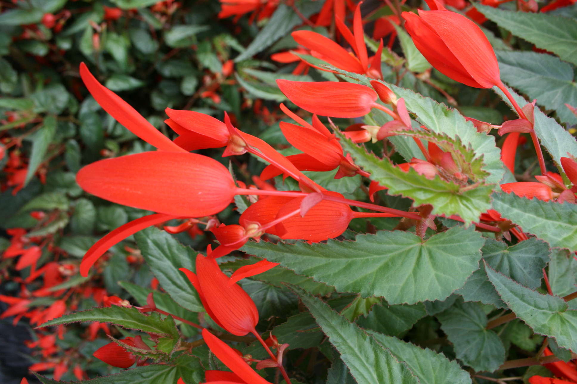 New Begonia Introductions For 2013