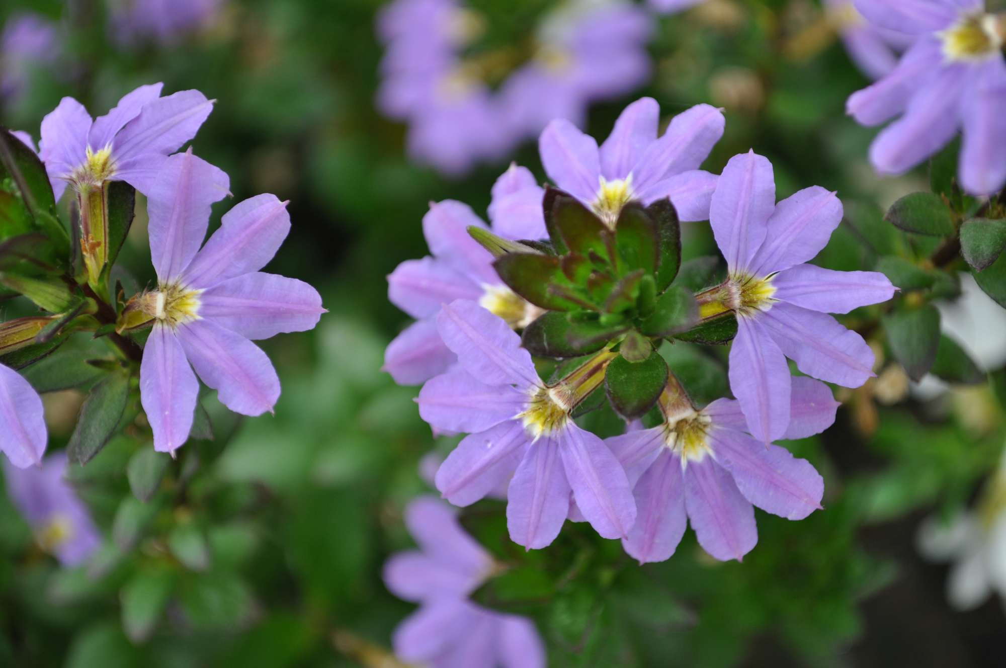 30 Must-See Annuals: 2012 California Spring Trials Introductions