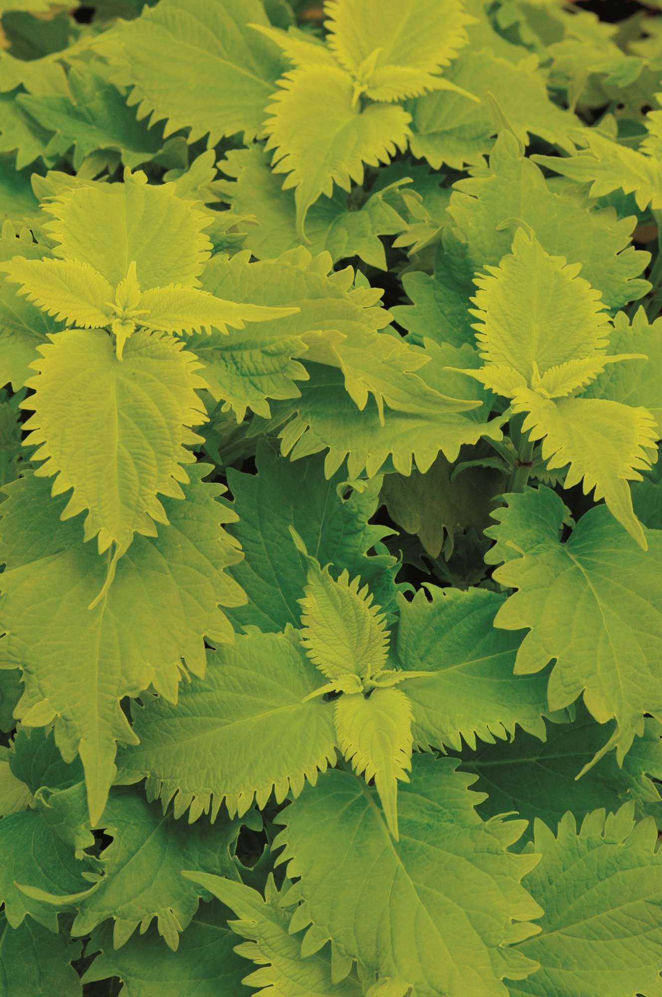 Coleus Inspires New Generations