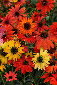 Best In Show: 2012 Field Trials Results