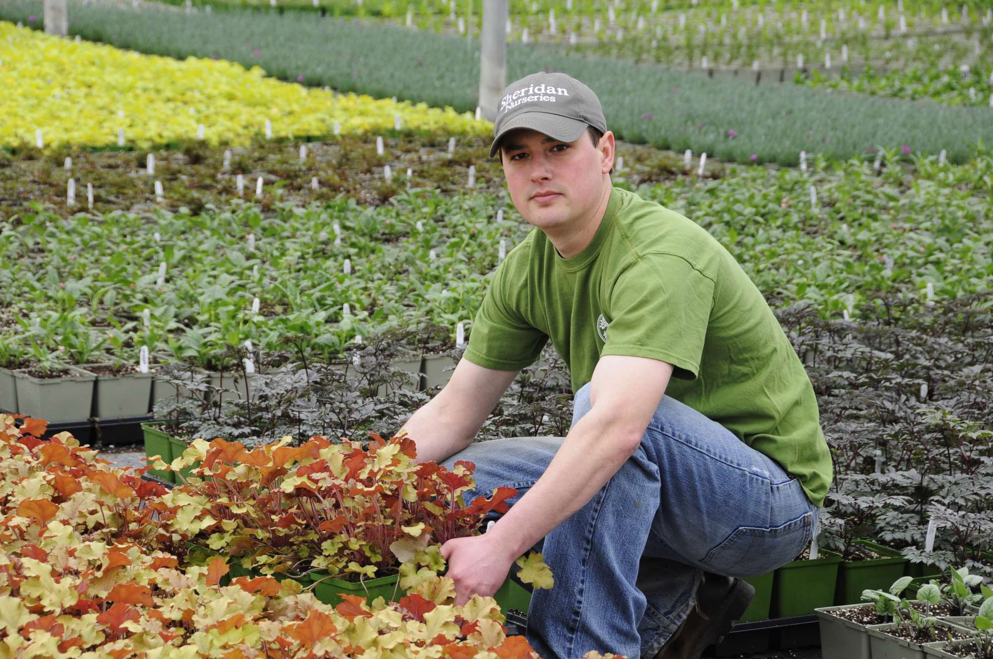 Sheridan Nurseries’ John McLaren Is A 2012 Head Grower Of The Year Nominee