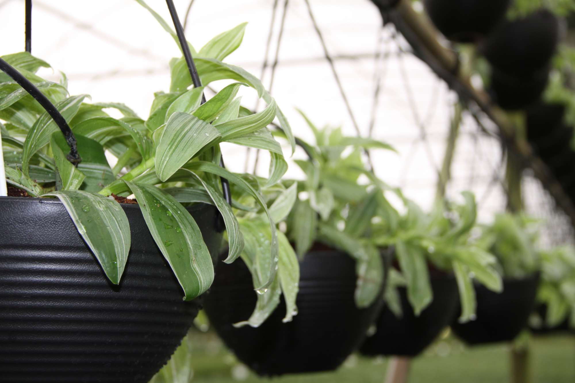 Perspective: Jose Smith Of Costa Farms