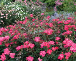 Range Of Nursery Inspections To Protect Patented Plants Expands Through Plant Watch