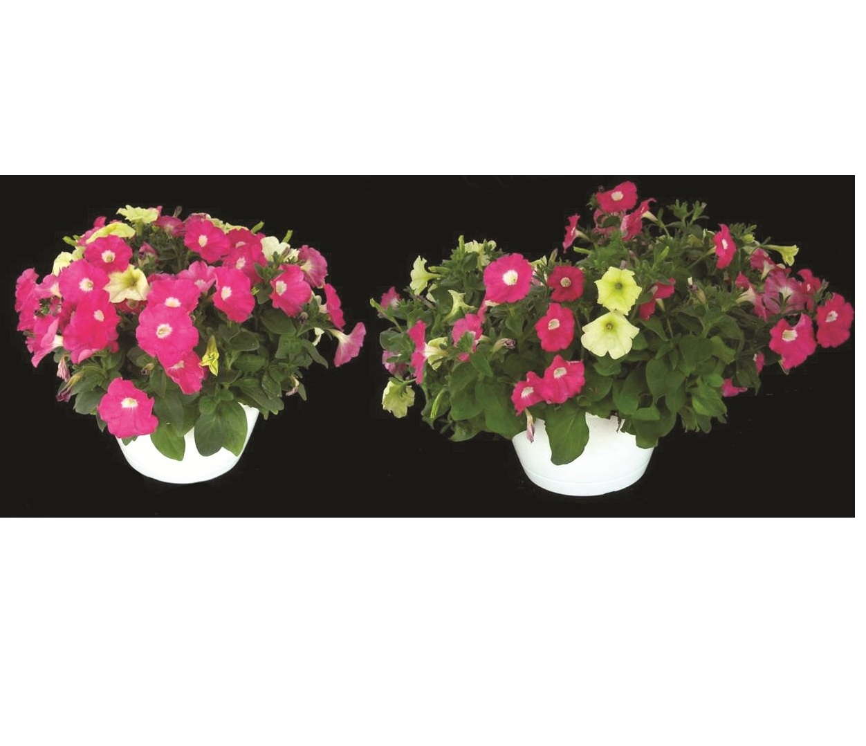 Finish Hanging Baskets In High Tunnels