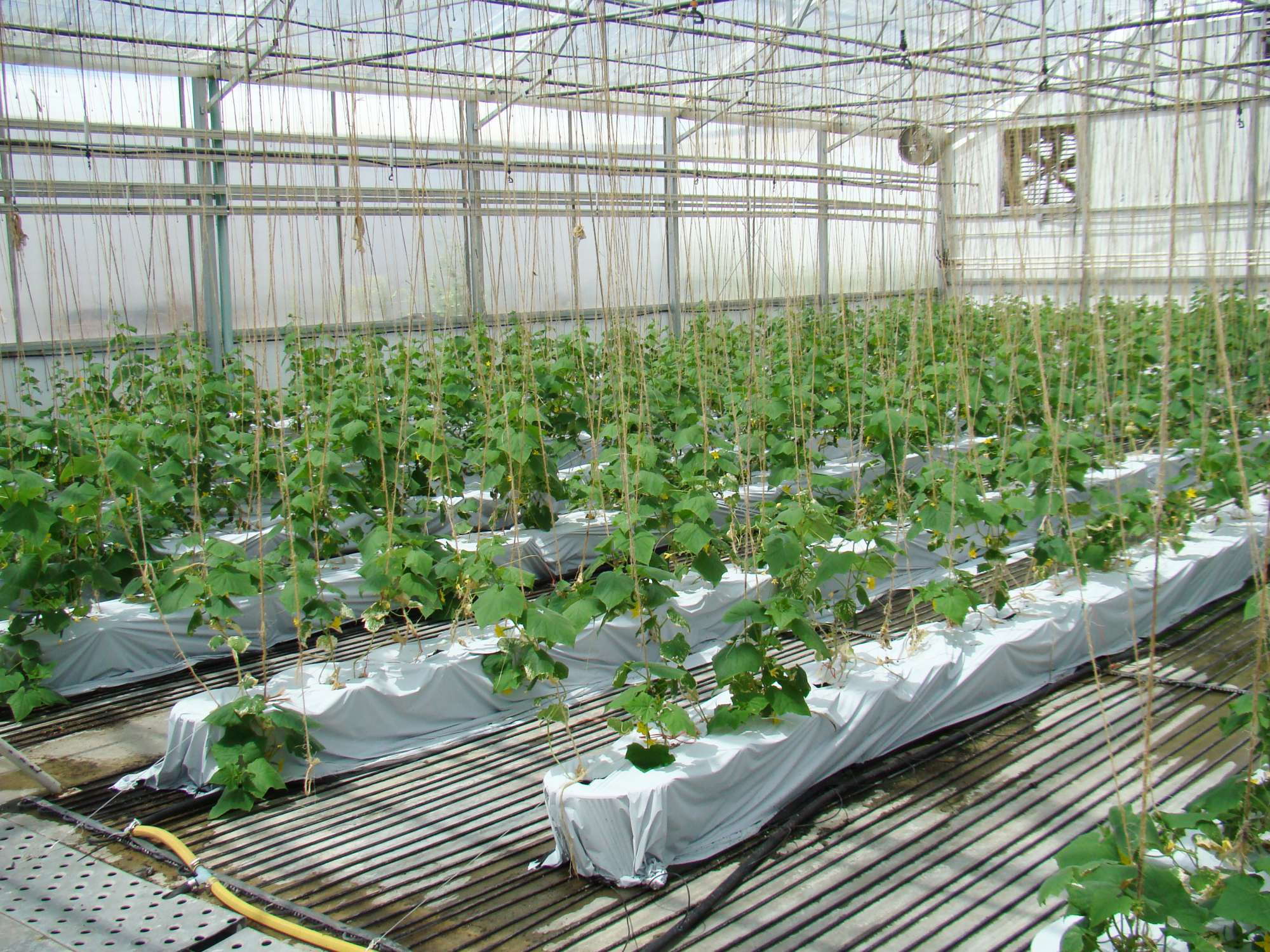 Are Vegetables Good For Your Bottom Line?