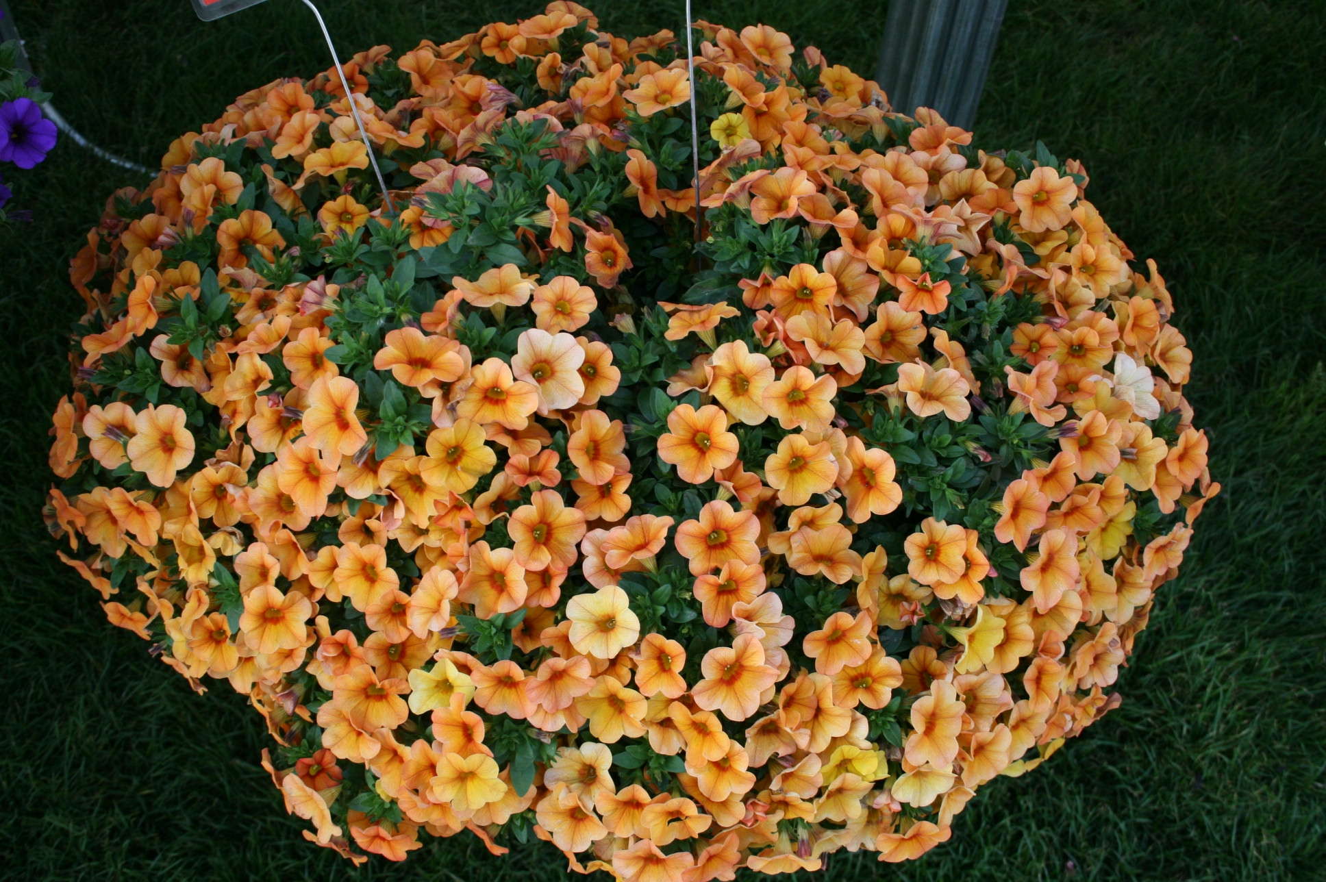 Dümmen’s New Introductions: 2012 New Varieties Guide