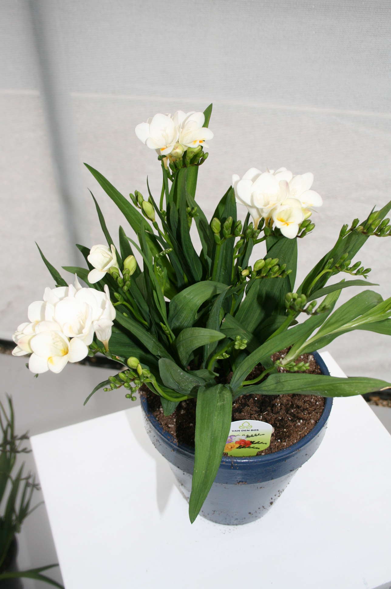 Flamingo Holland’s New Introductions: 2012 New Varieties Guide