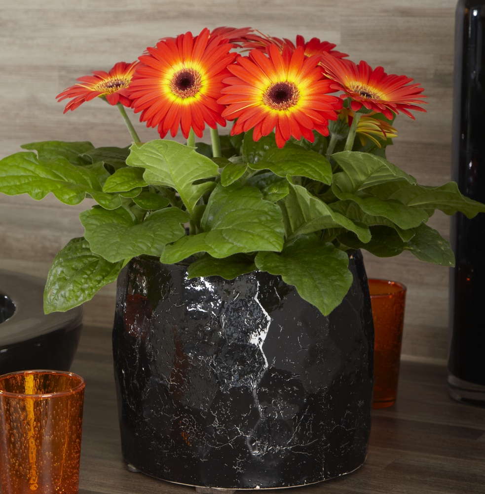 Florist Holland’s New Introductions: 2012 New Varieties Guide