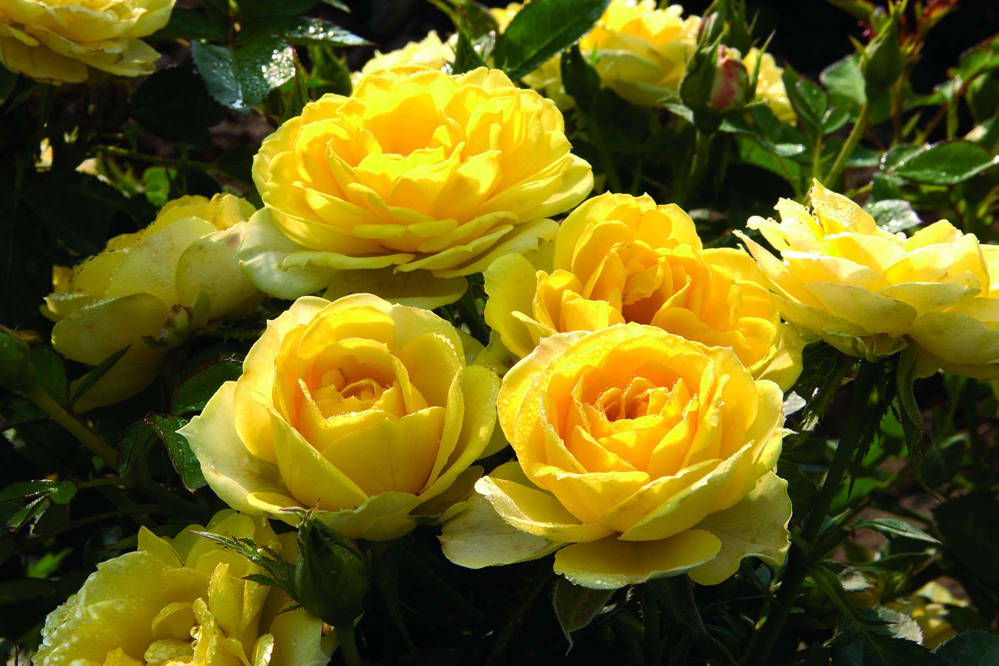 Greenheart Farms’ New Introductions: 2012 New Varieties Guide