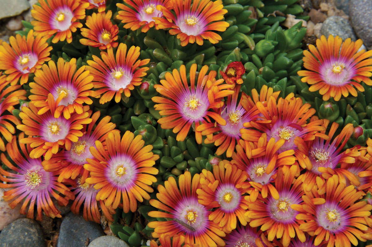 Green Leaf Plants’ New Introductions: 2012 New Varieties Guide
