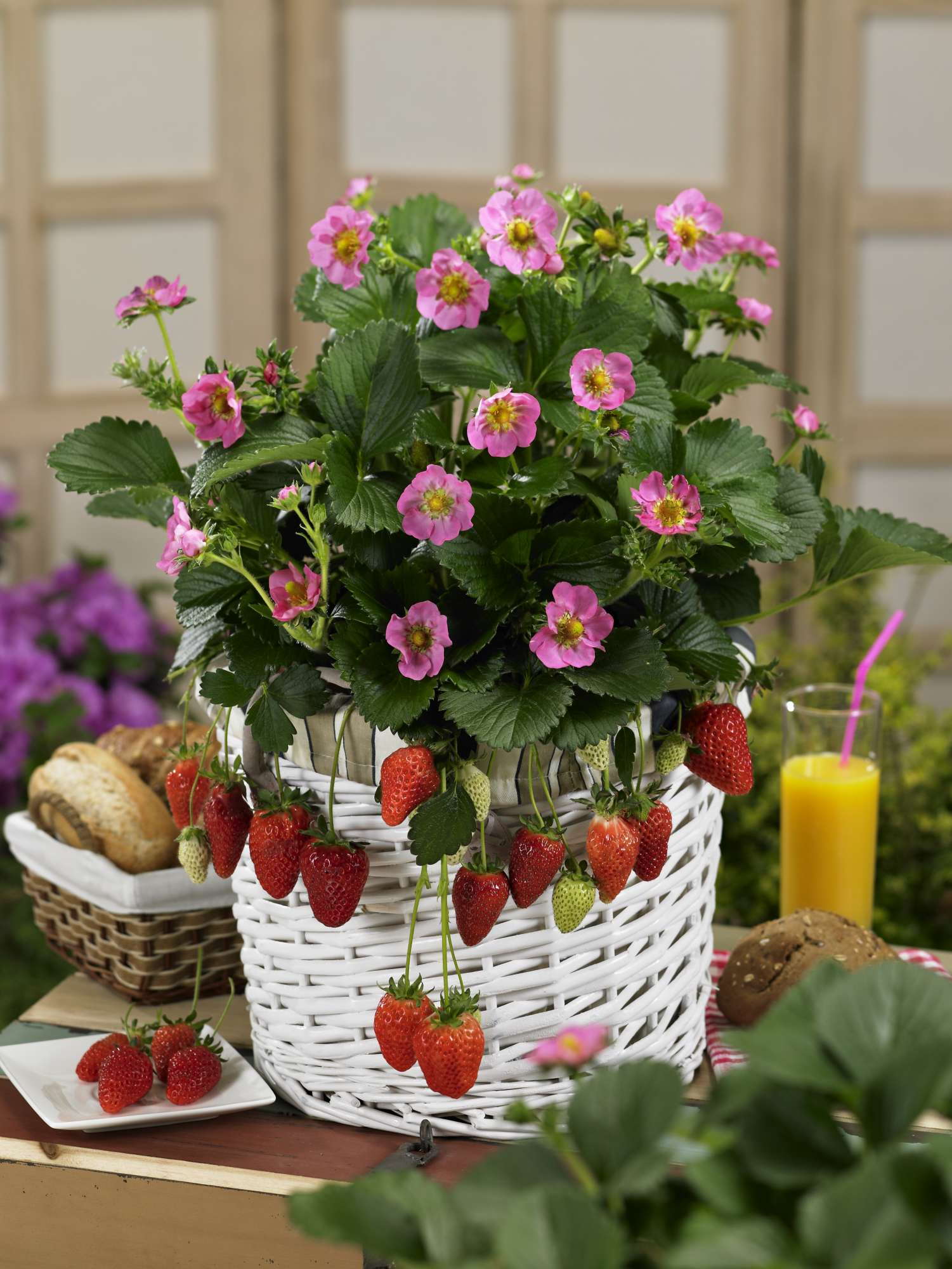 ABZ Seeds’s New Introductions: 2012 New Varieties Guide