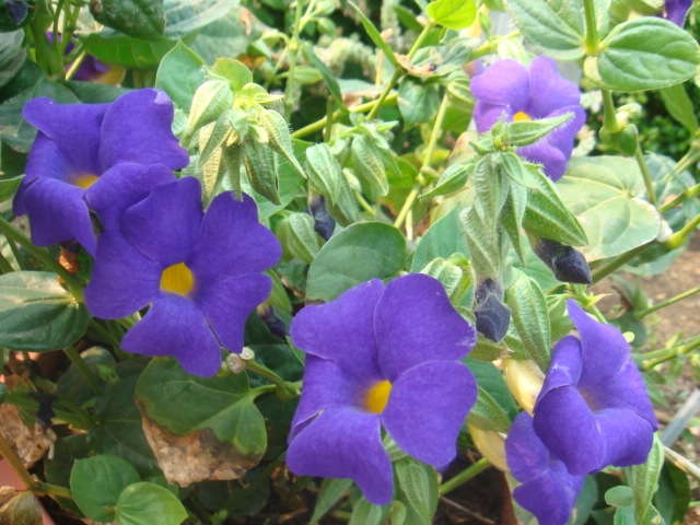 Athena Brazil’s New Introductions: 2012 New Varieties Guide