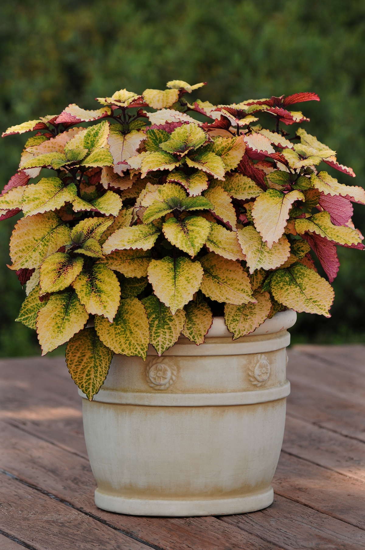 New Coleus Introductions For 2013