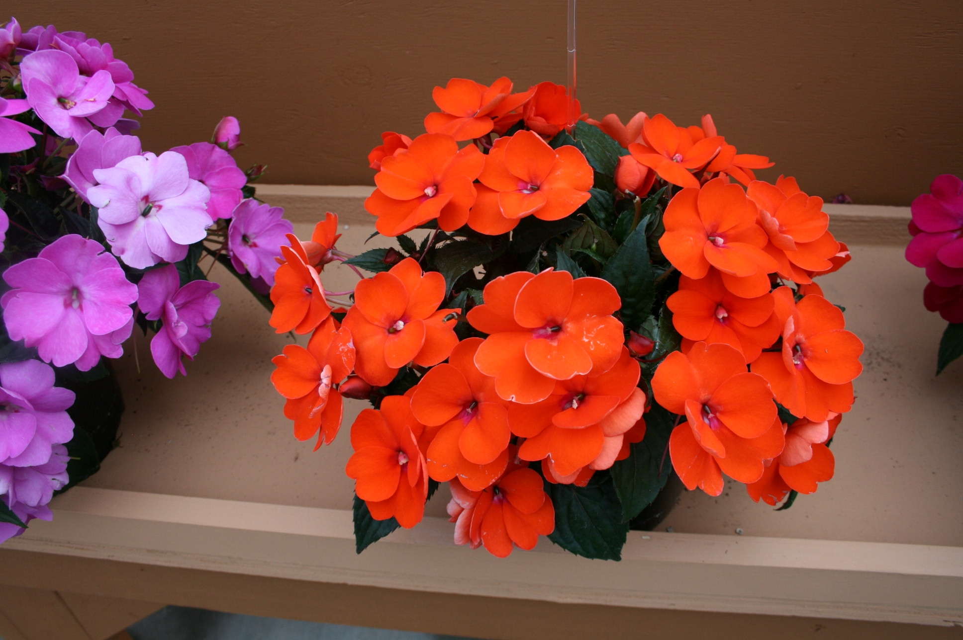 Danziger’s New Introductions: 2012 New Varieties Guide