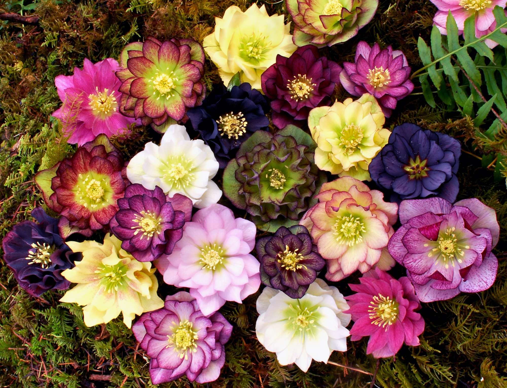 Growing Hellebores In The Greenhouse