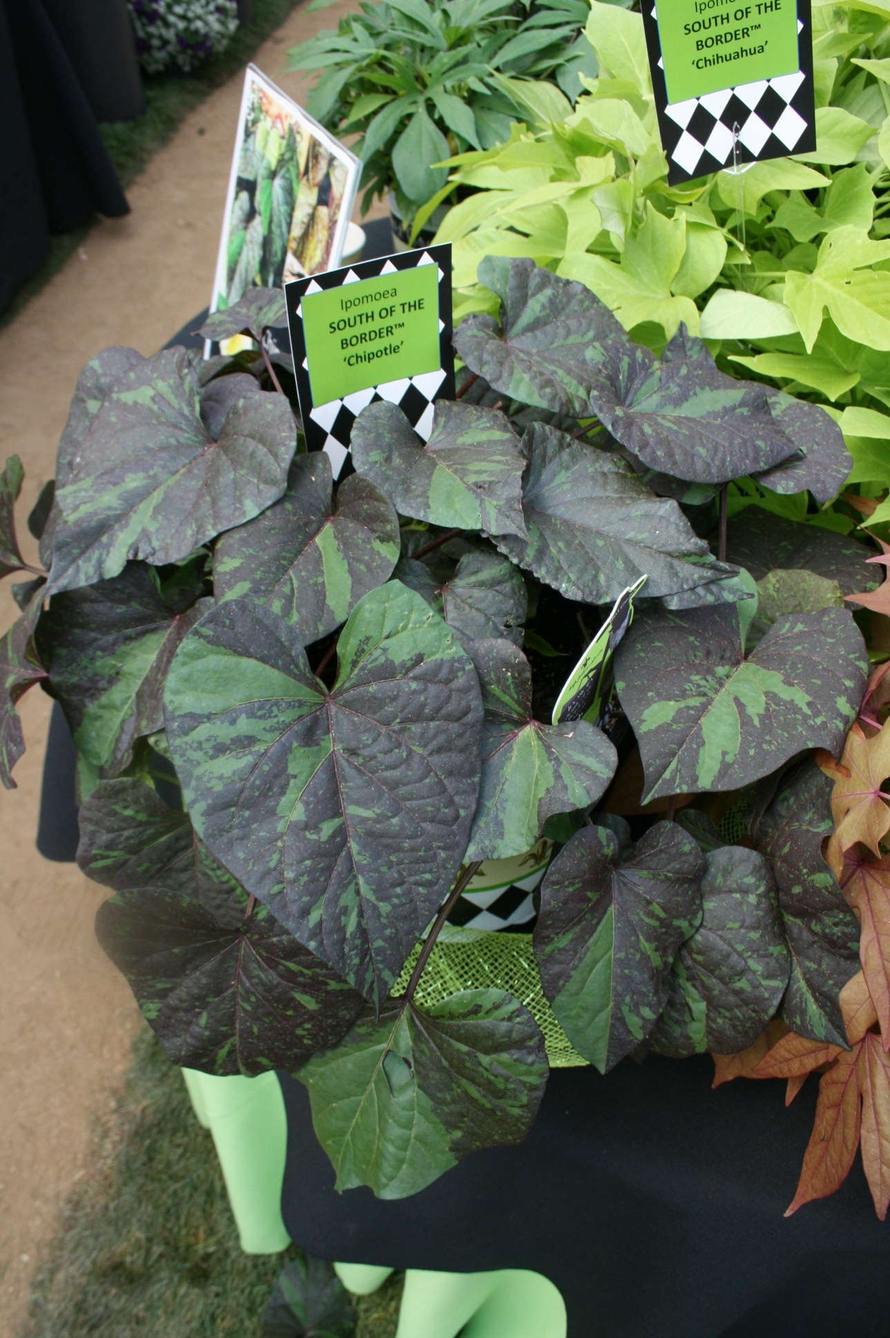 Hort Couture: 2012 New Varieties Guide
