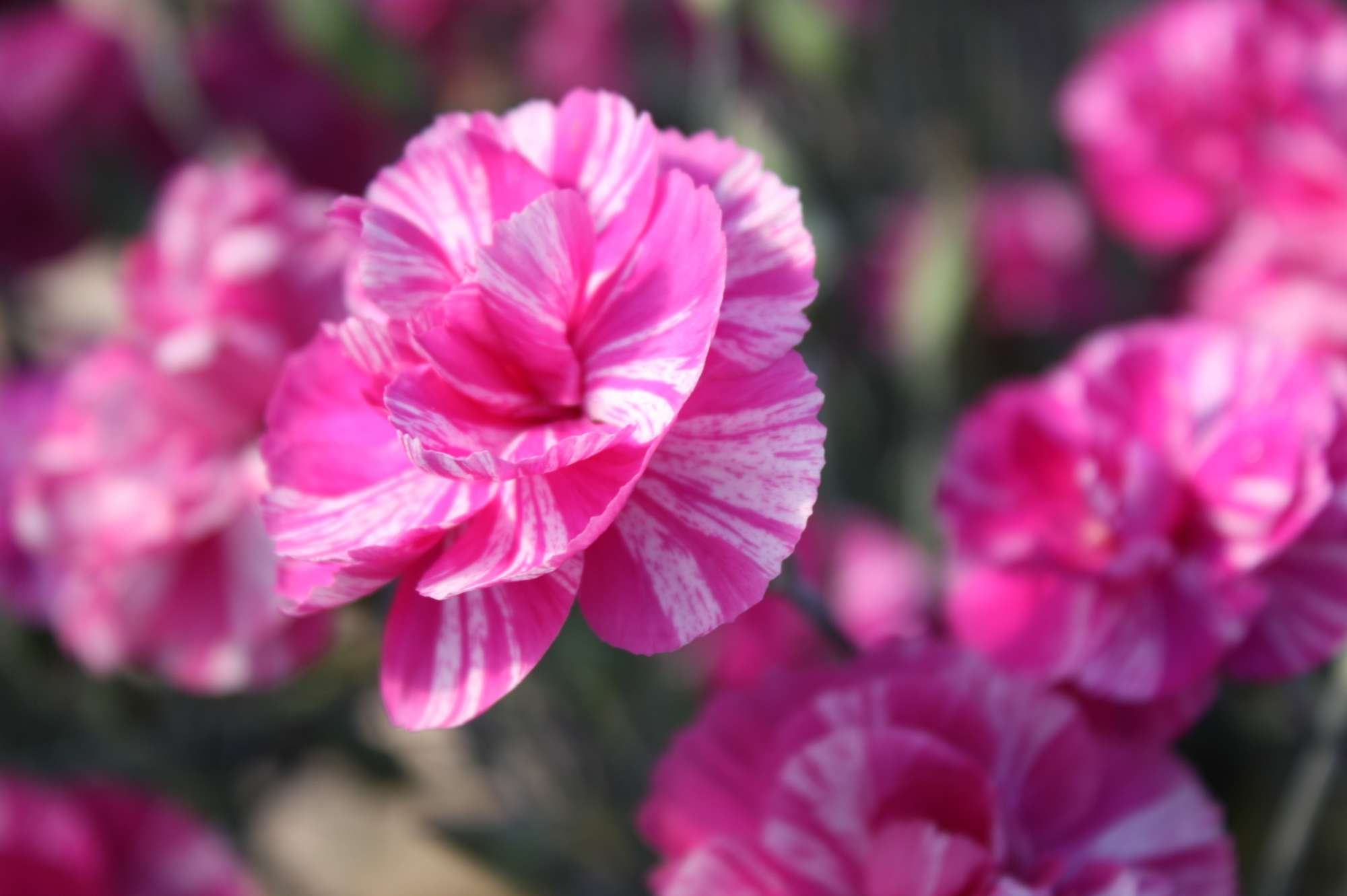 Pacific Plug And Liner: 2012 New Varieties Guide