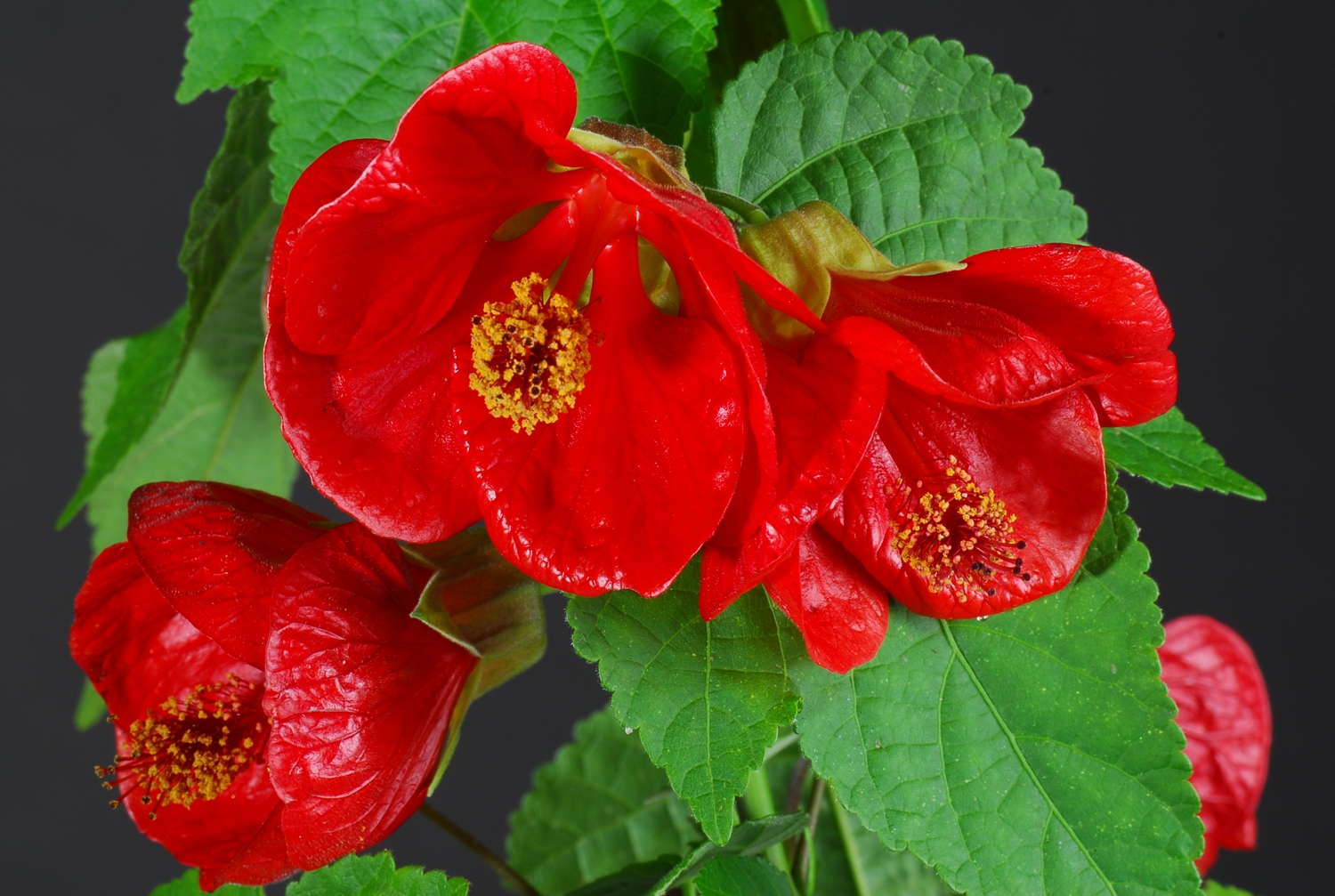 Plant Haven: 2012 New Varieties Guide