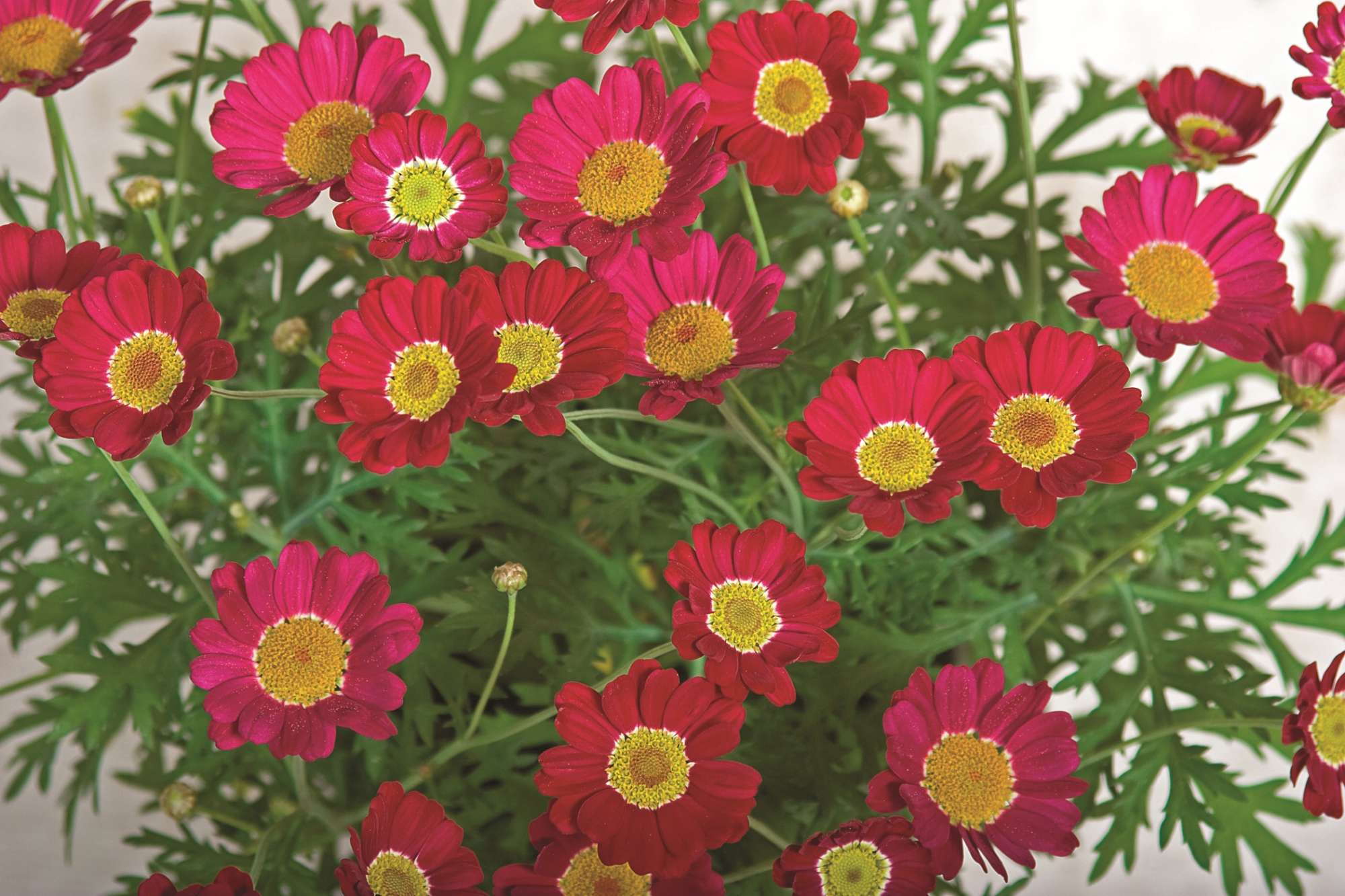 Syngenta: 2012 New Varieties Guide