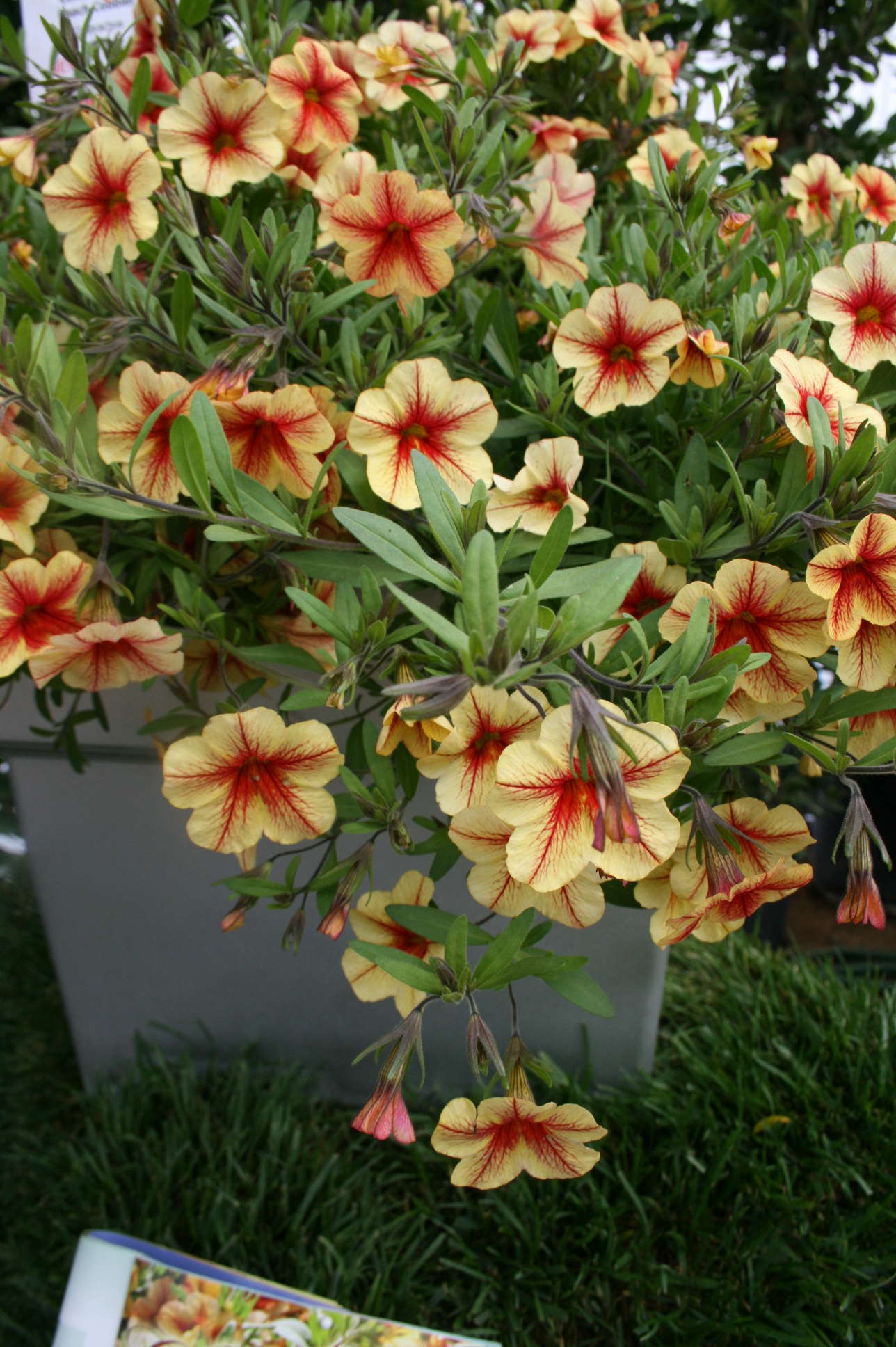 Westhoff: 2012 New Varieties Guide