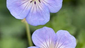 Geranium ‘Azure Rush’ From Its Famous Parent ‘Rozanne’