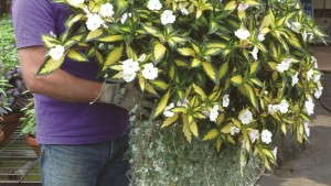 Inducing Systemic Acquired Resistance: Helping Plants Help Themselves