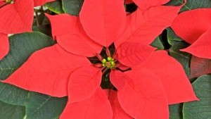 Poinsettia Height Control Strategies